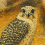 Falcon in Desert